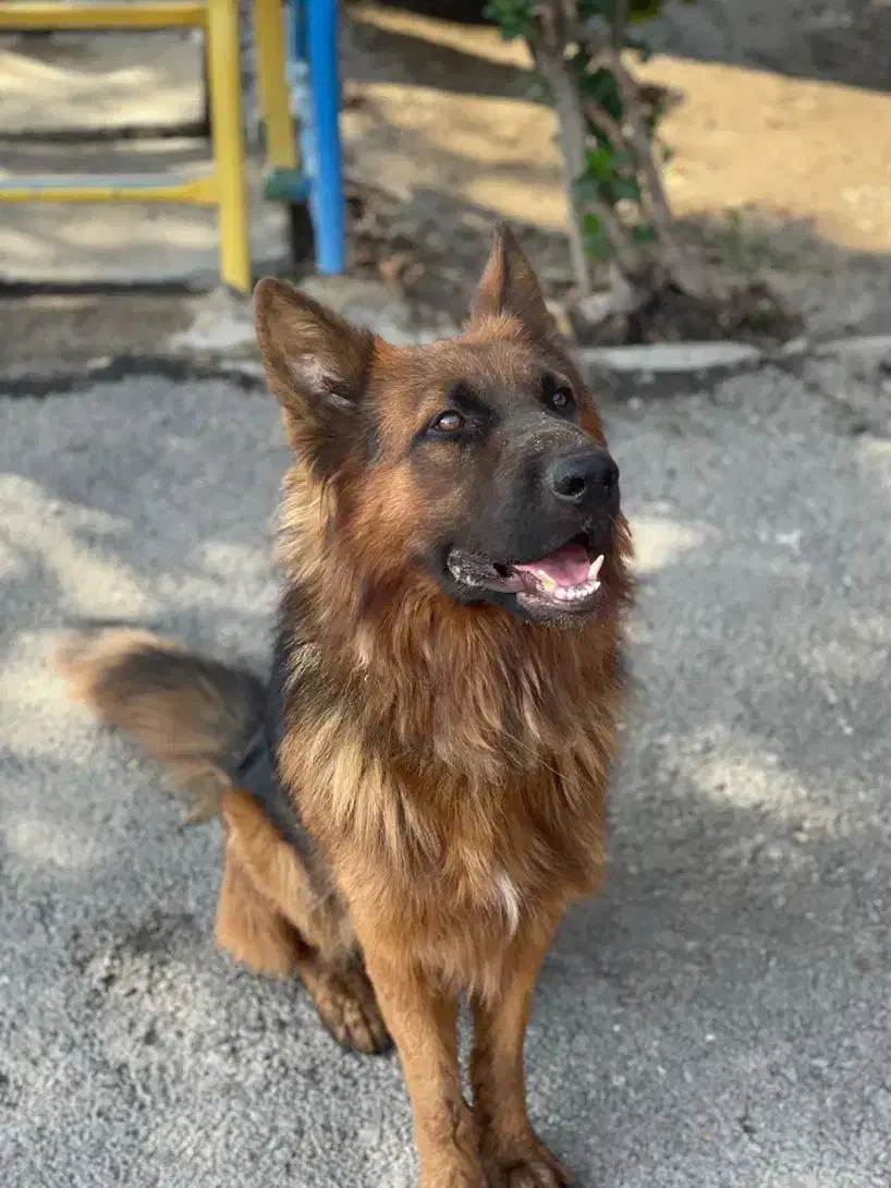 فروش سگ ژرمن نر|سگ|کوهبنان, |دیوار