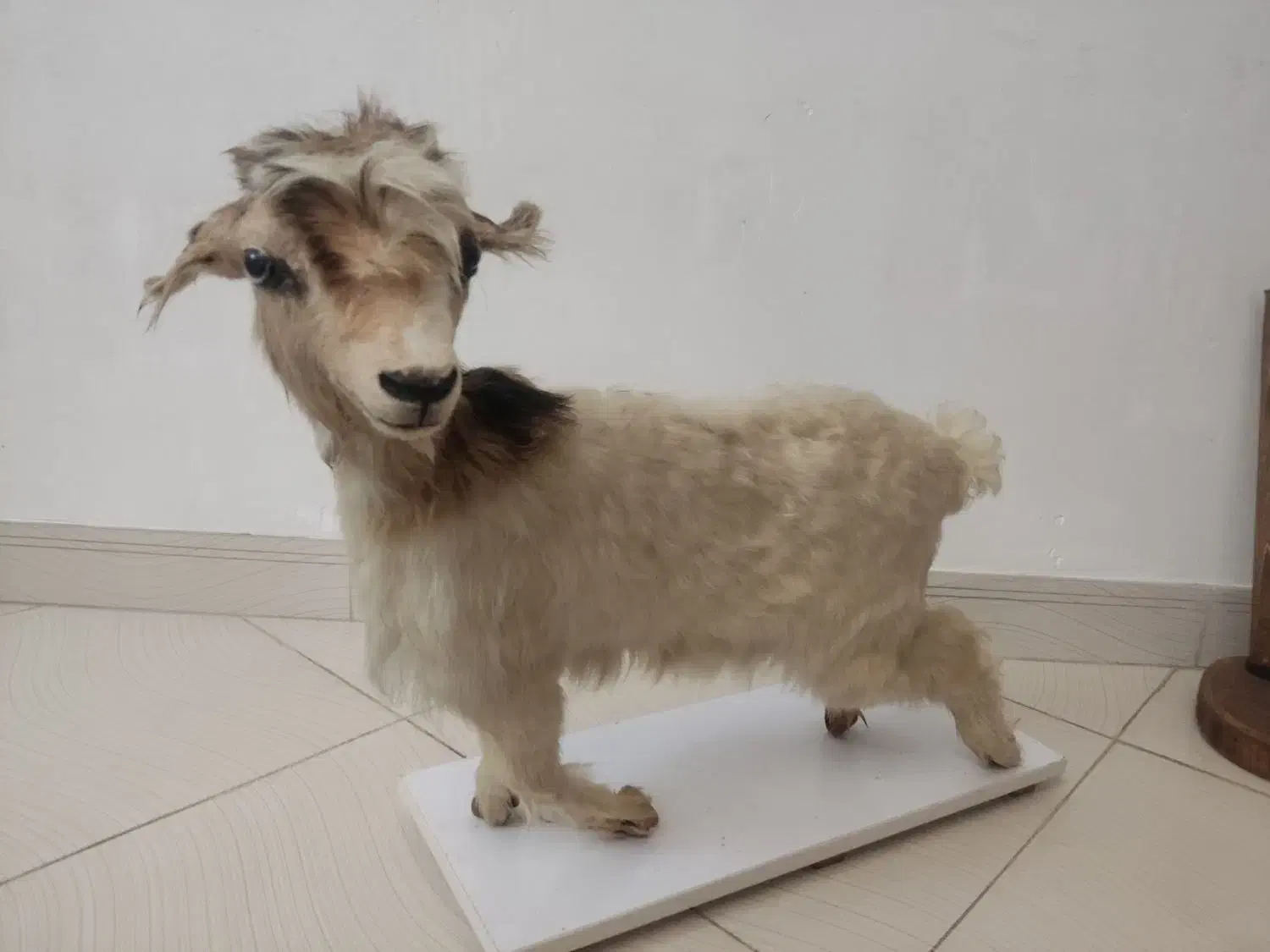 بره|مجسمه، تندیس، ماکت|هشتگرد, شهرک ولیعصر (مصلی)|دیوار