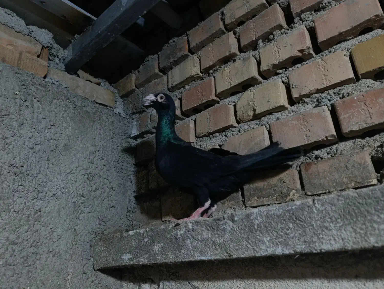 کاریر|پرنده|نگین شهر, |دیوار