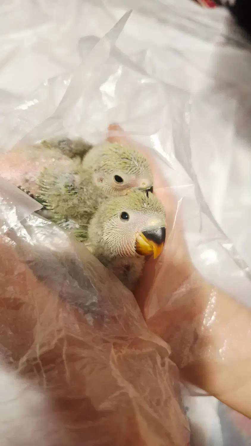 ۶عددطوطی برزیلی|پرنده|یاسوج, |دیوار