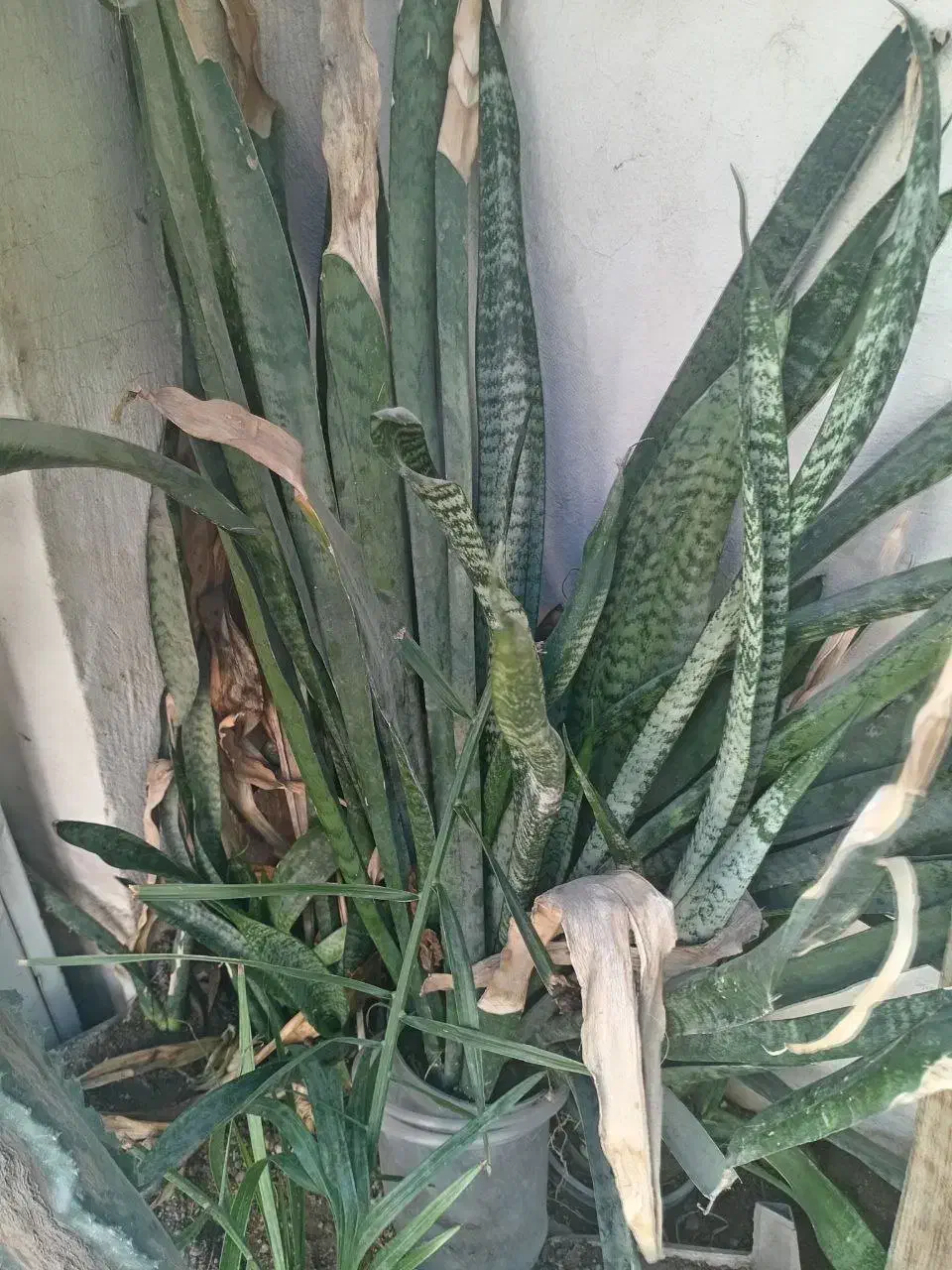 کاکتوس شاخ گوزنی و برگ|گل و گیاه طبیعی|بندرعباس, |دیوار