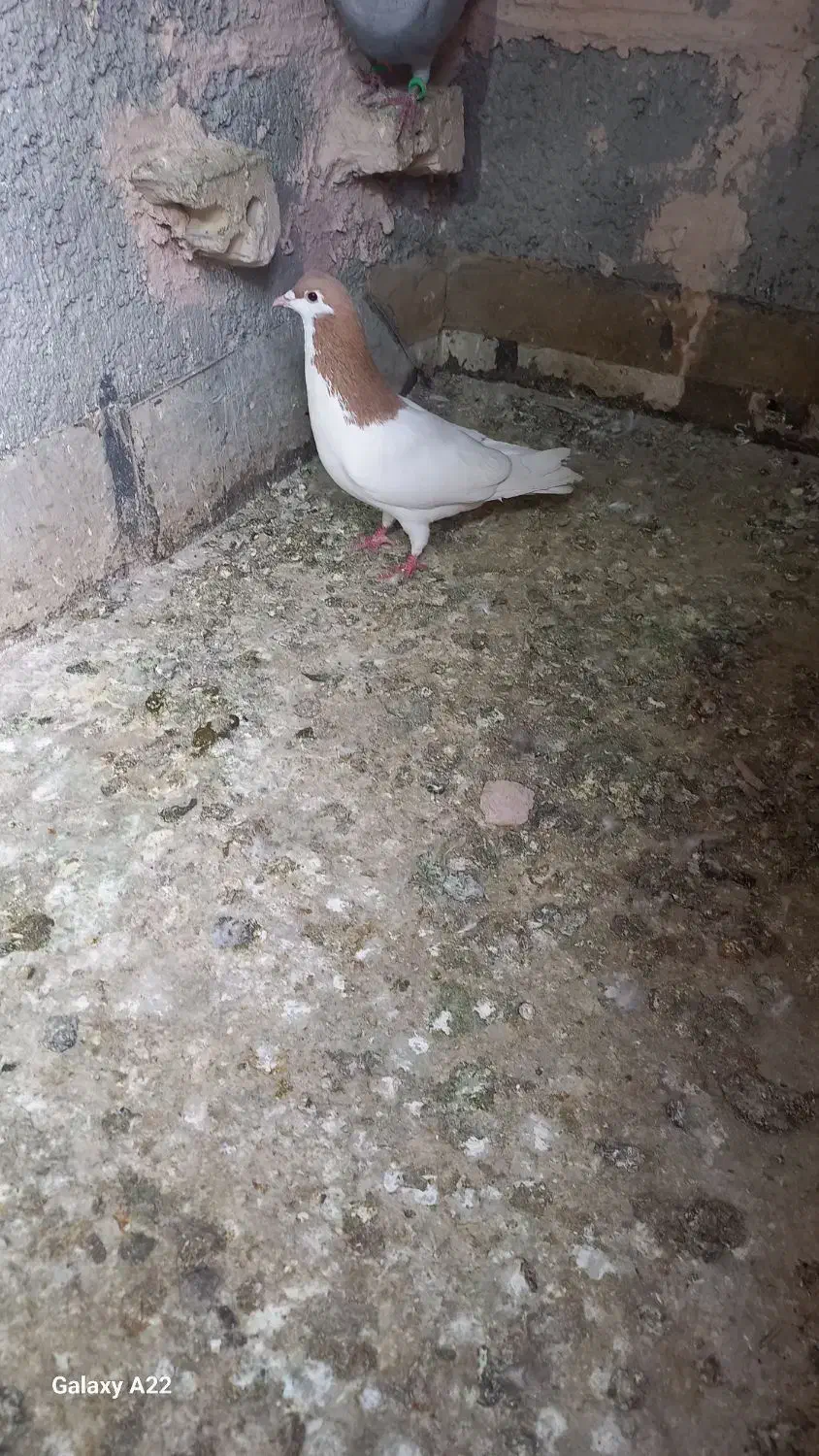 خال زرد|حیوانات|سبزوار, سیادتی|دیوار