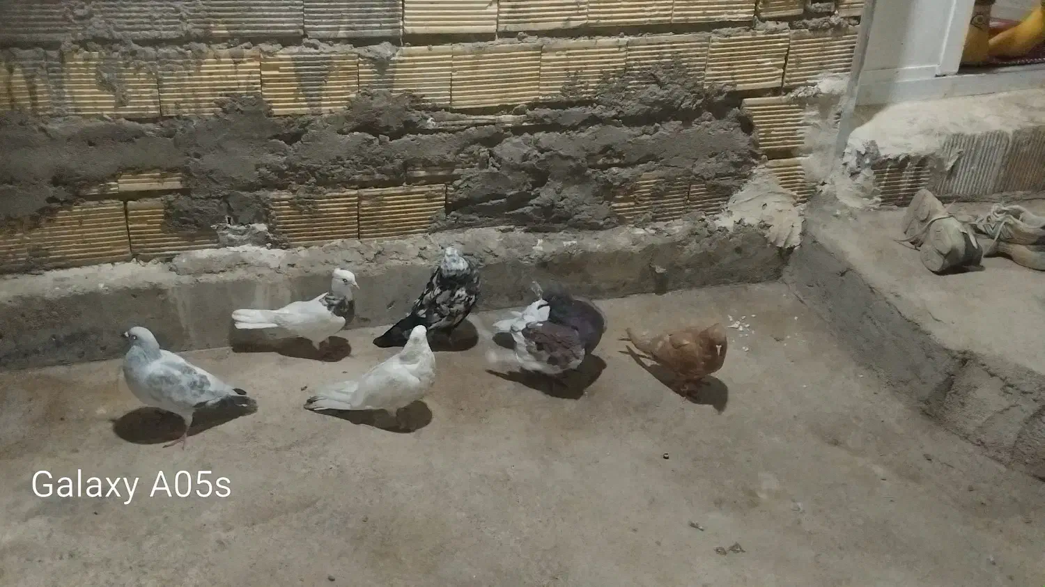 کبوتر|پرنده|مسجد سلیمان, |دیوار