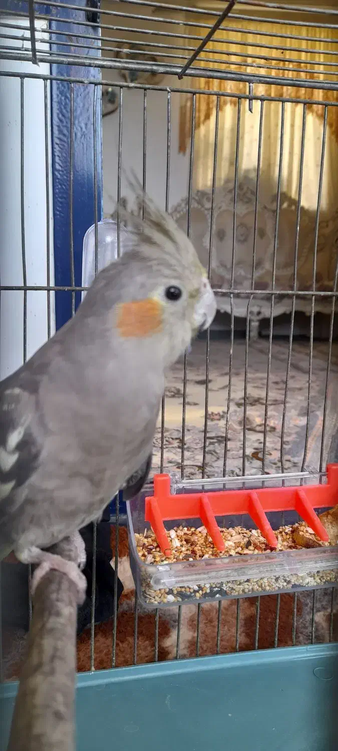 عروس هلندی گمشده در حسن اباد|حیوانات|سنندج, |دیوار