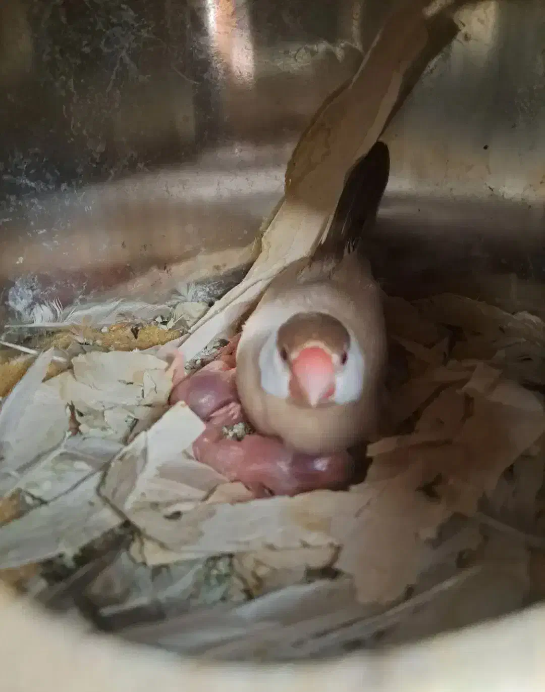 فنچ نرگسی شکلاتی جوان به شرط جوجه درجه 1|پرنده|کرج, شهرک رازی (حصارک)|دیوار