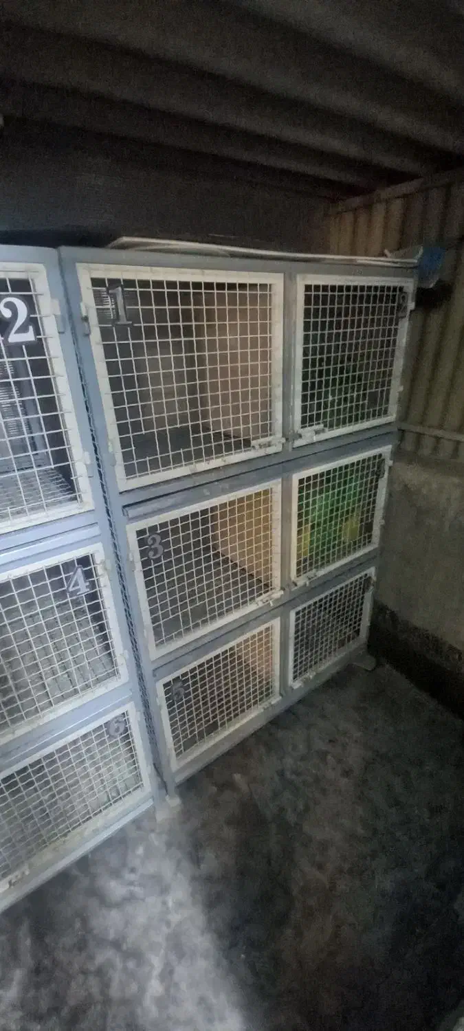 جفت کن کبوتر|لوازم جانبی حیوانات|تهران, هاشمآباد|دیوار