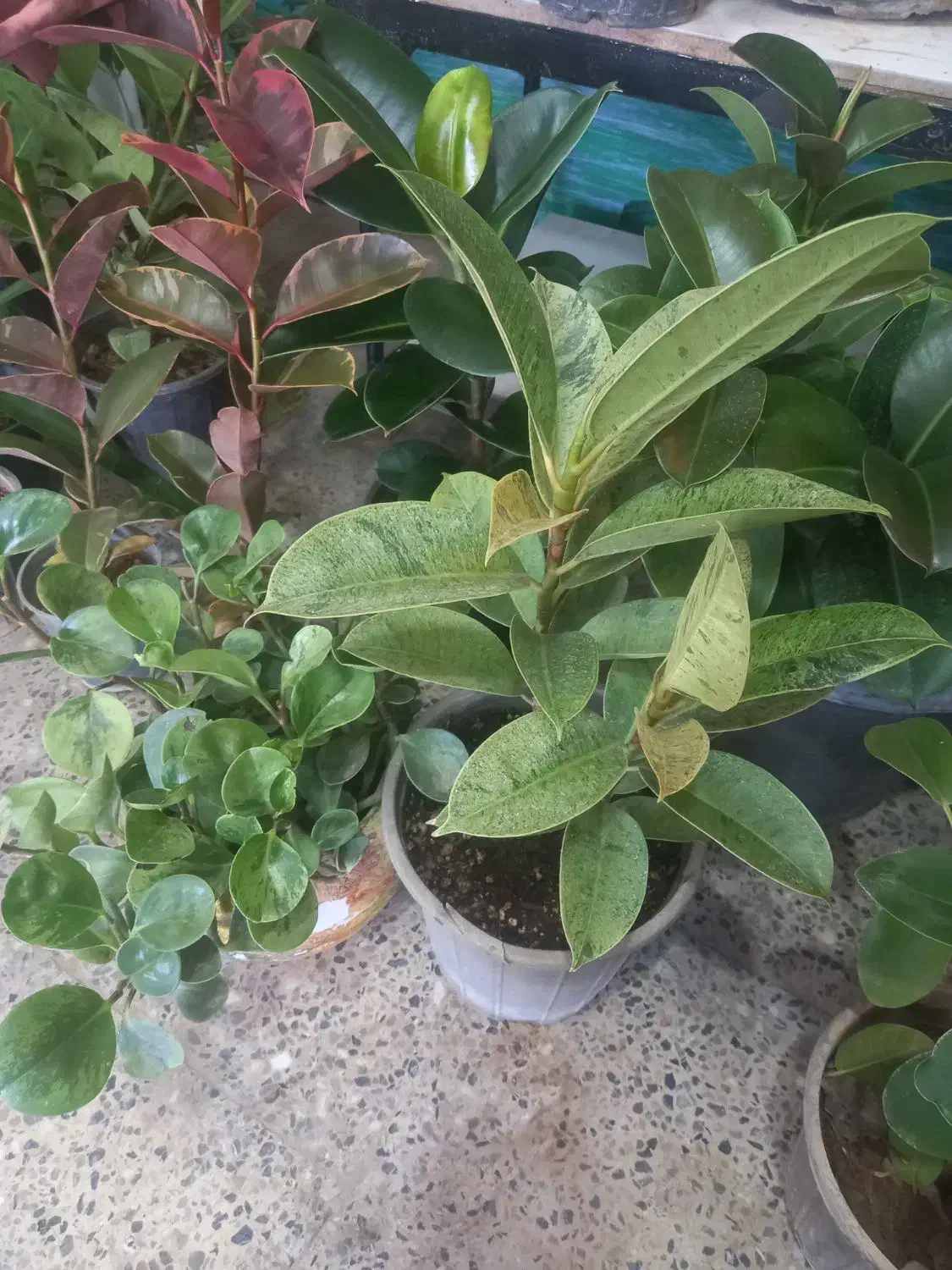 باقیمانده گلهای اپارتمانی فقط ۱۷۰|گل و گیاه طبیعی|شهرکرد, |دیوار