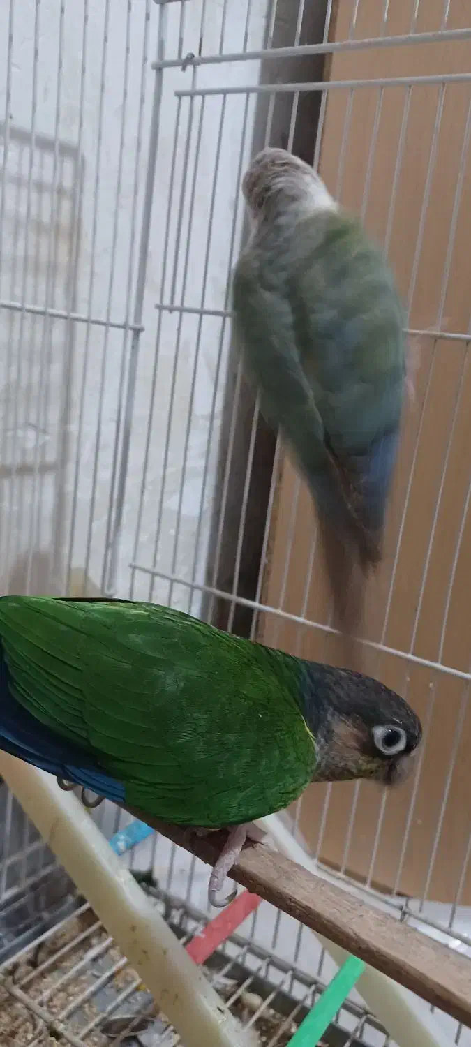 گرنچیک فروش و معاوضه|پرنده|خاش, |دیوار