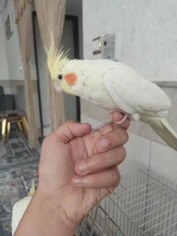 یک جفت عروس هلندی|پرنده|قم, انصار‌الحسین|دیوار