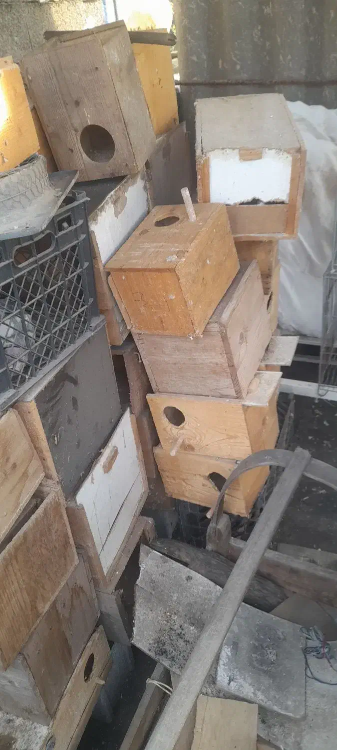 لانه چوبی عروس و کوتوله و مرغ عشق|لوازم جانبی حیوانات|قائمشهر, |دیوار