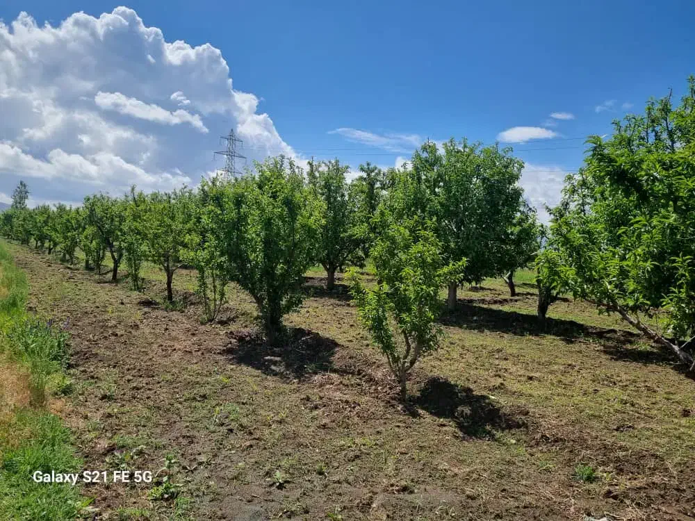 باغ سیب|فروش خانه و ویلا|محمدبار, |دیوار