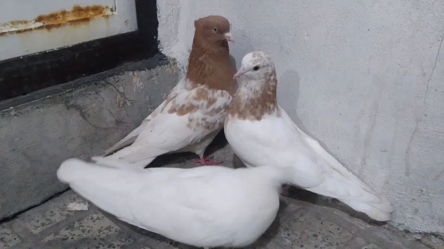 کفتر|پرنده|نسیمشهر, |دیوار