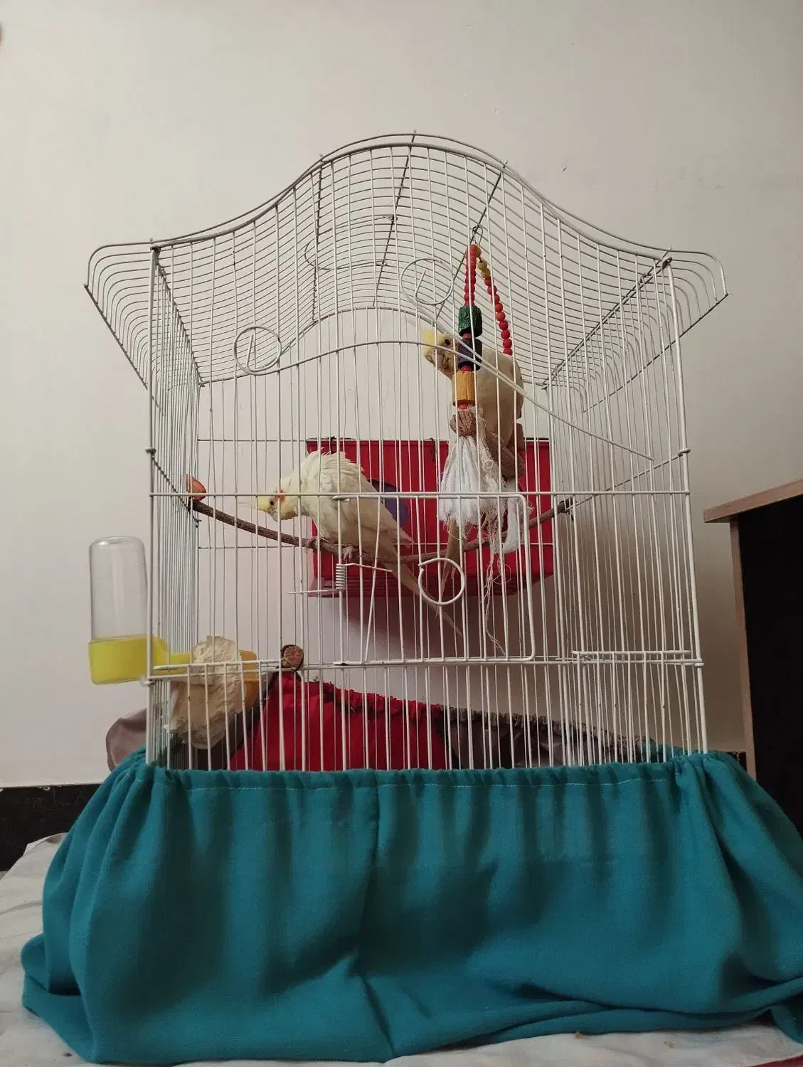 عروس هلندی نر و ماده|پرنده|شفت, |دیوار