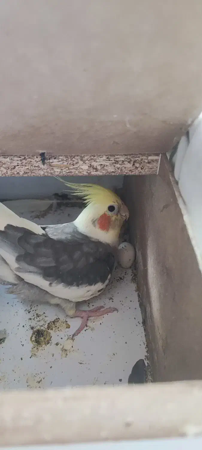 طوطی عروس هلندی|پرنده|بجنورد, |دیوار