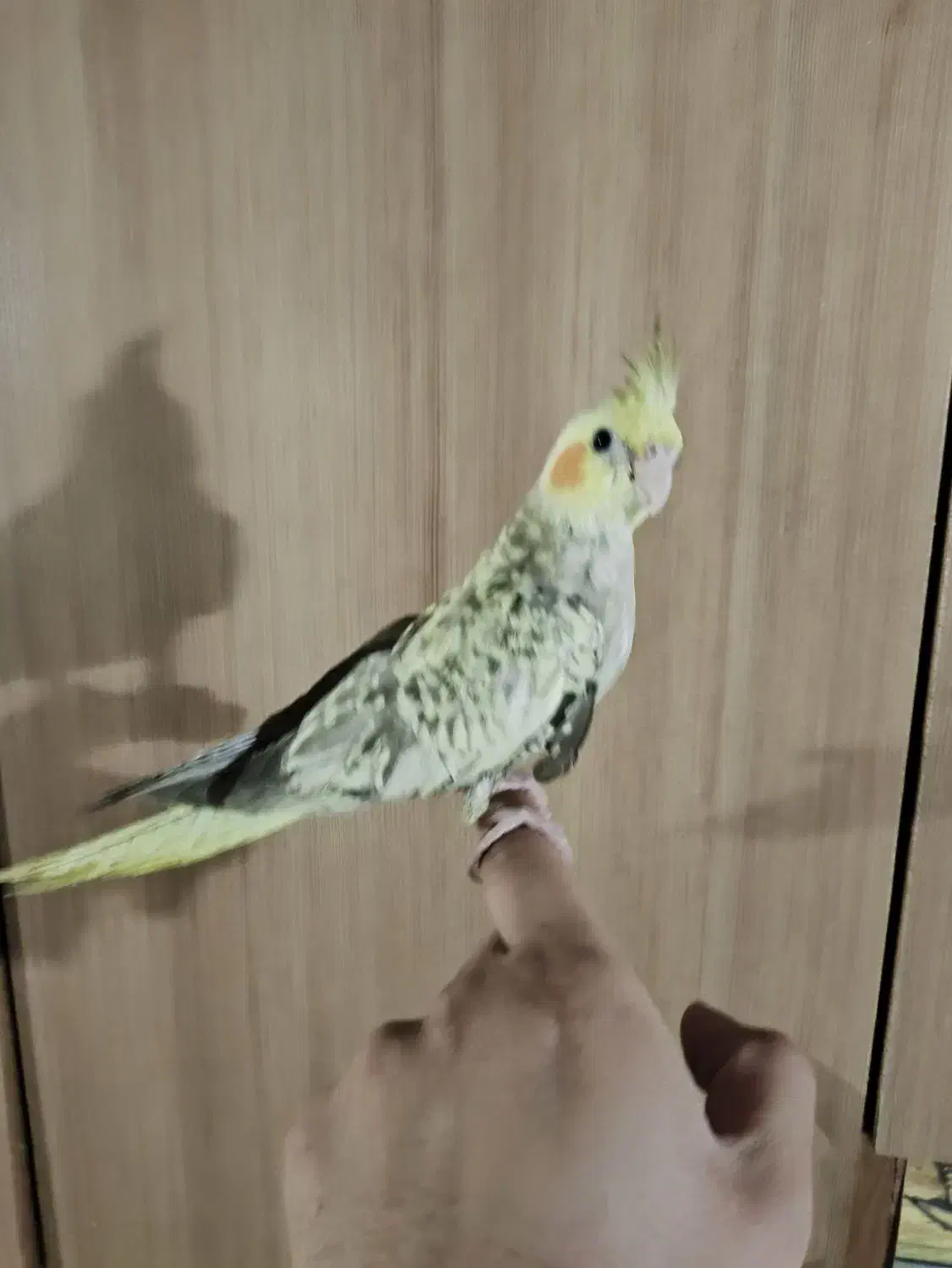 عروس هلندی دو ساعت پیش از خونه فرار کرده|حیوانات|مشهد, شهرک امام هادی (شهرک غرب)|دیوار