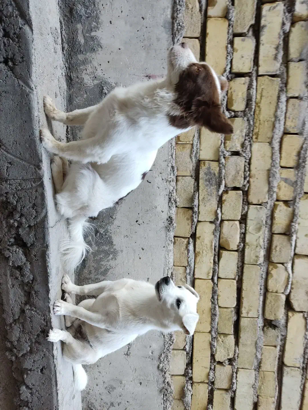 سگ پامر واشپیتز خانگی|سگ|شهر بابک, |دیوار