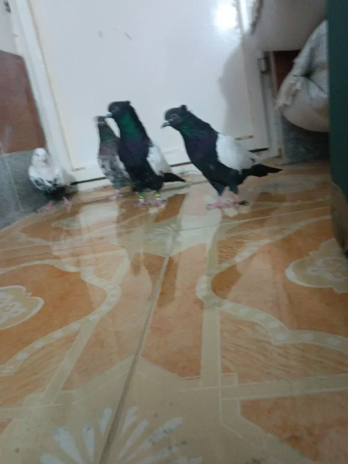 سینه و دمبی ..همه نر|پرنده|همایجان, |دیوار