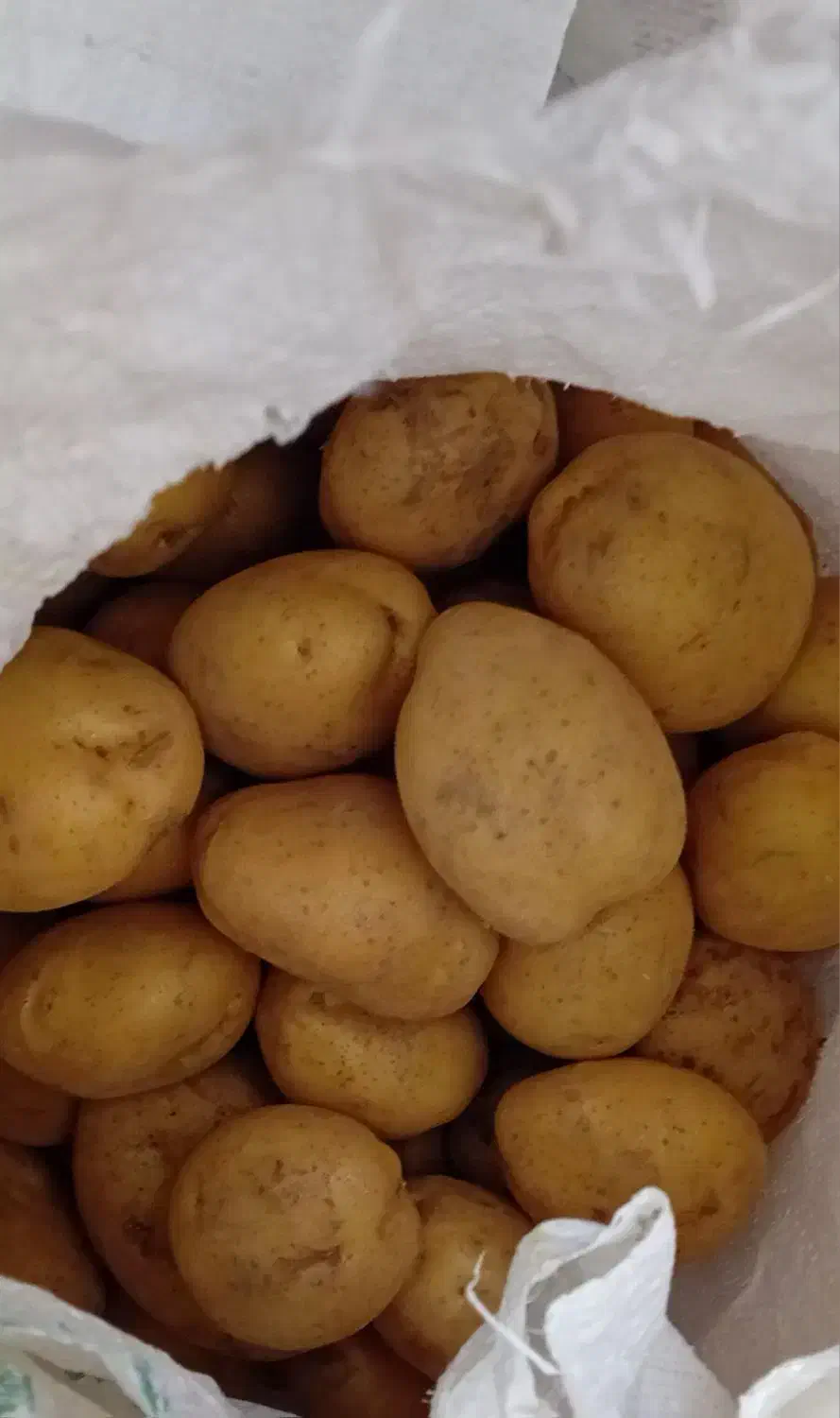 سیب زمینی تازه|خوردنی و آشامیدنی|فارسان, |دیوار