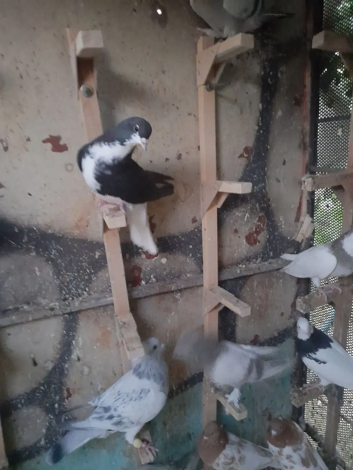 .شهری.سوسنی.سینه‌.ماده|پرنده|مرودشت, ثبت احوال|دیوار