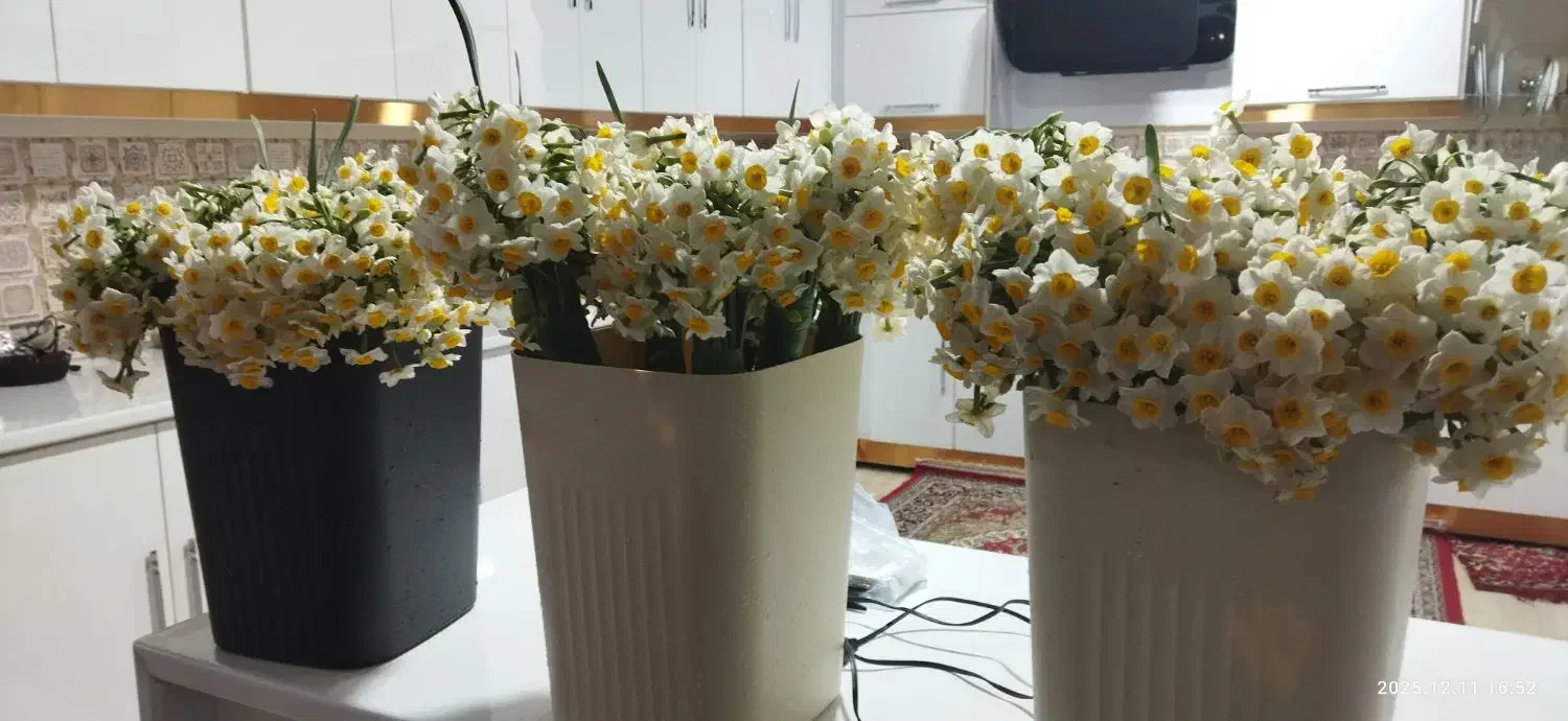 گل نرگس|گل و گیاه طبیعی|سوق, |دیوار