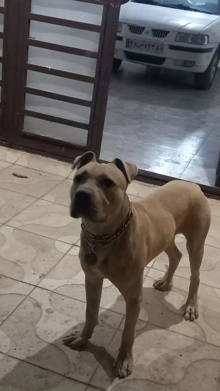سگ پیتبول یک ساله|سگ|قروه, |دیوار