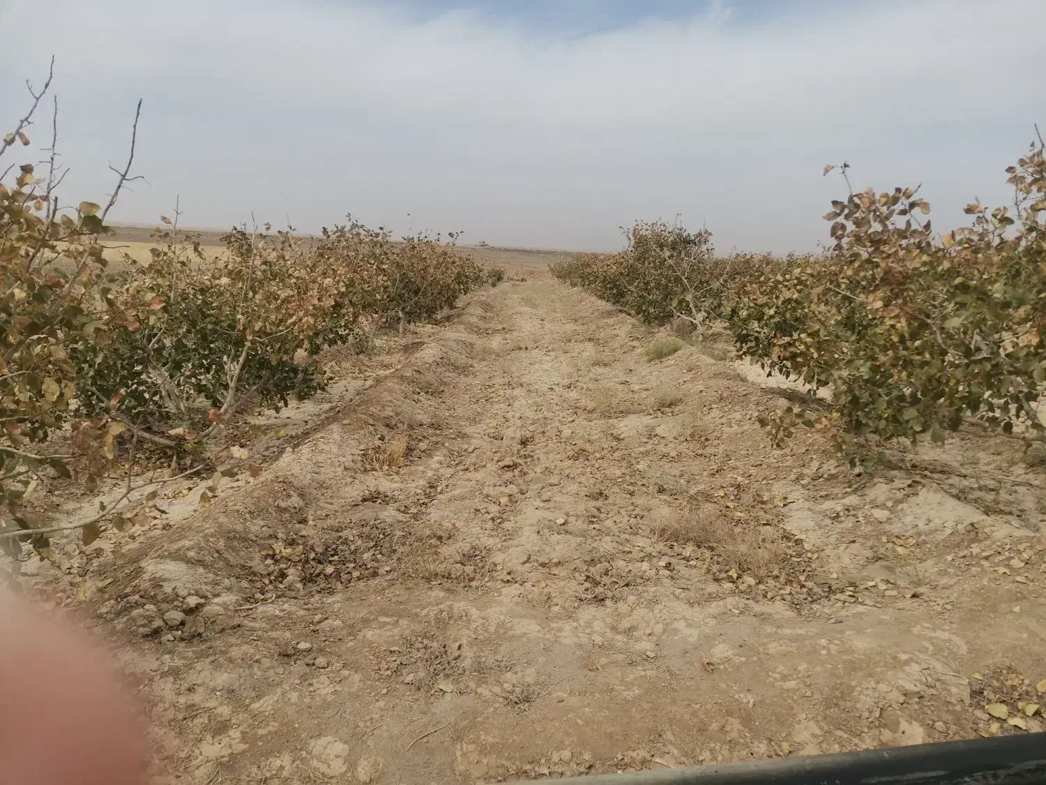 باغ پسته 4.5 هکتار نزدیک مشهد|فروش دفتر صنعتی، کشاورزی، تجاری|رضویه, |دیوار