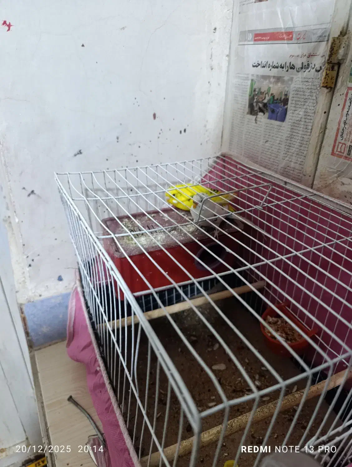 مرغ عشق|پرنده|بوشهر, |دیوار