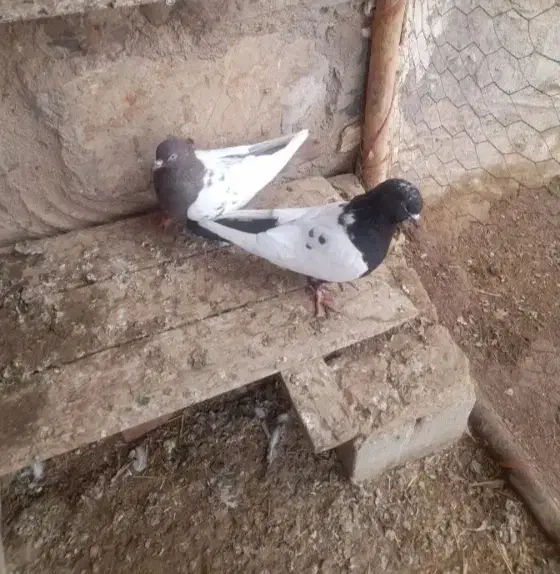 سلام عرض ادب یک جفت سینهای|پرنده|کرمان, |دیوار