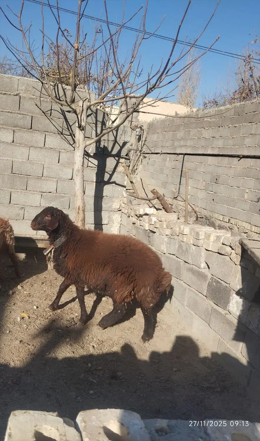 بره وبز|حیوانات مزرعه|چناران, |دیوار