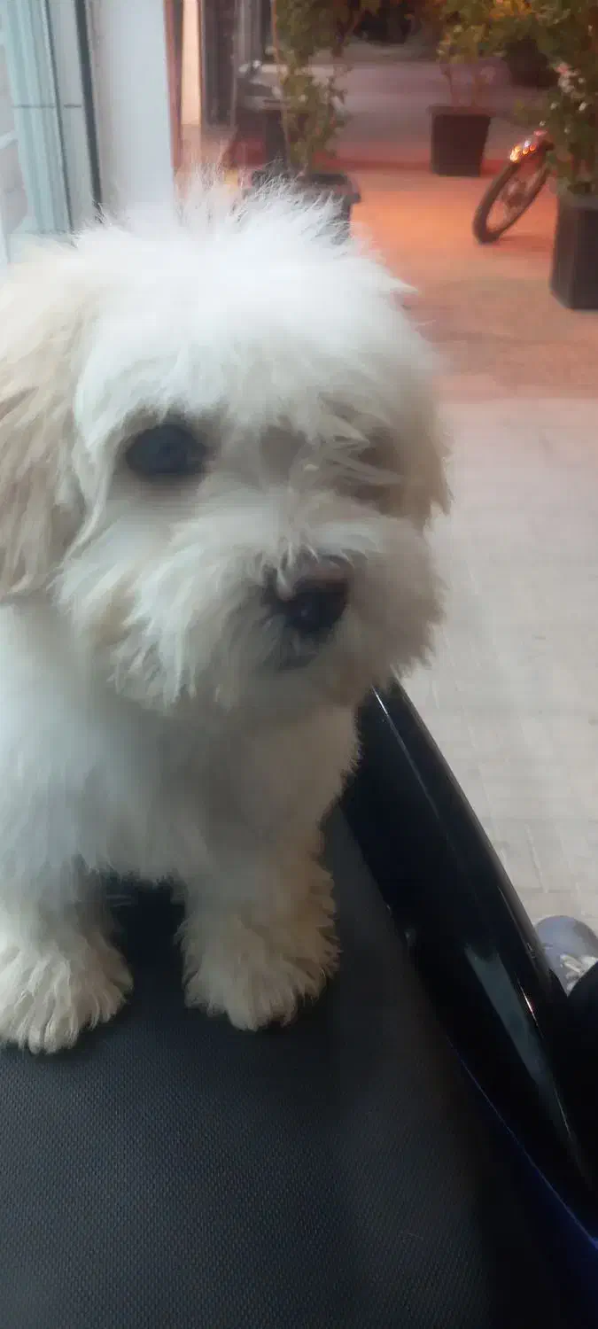 سگ شیتزو|سگ|بیرجند, |دیوار