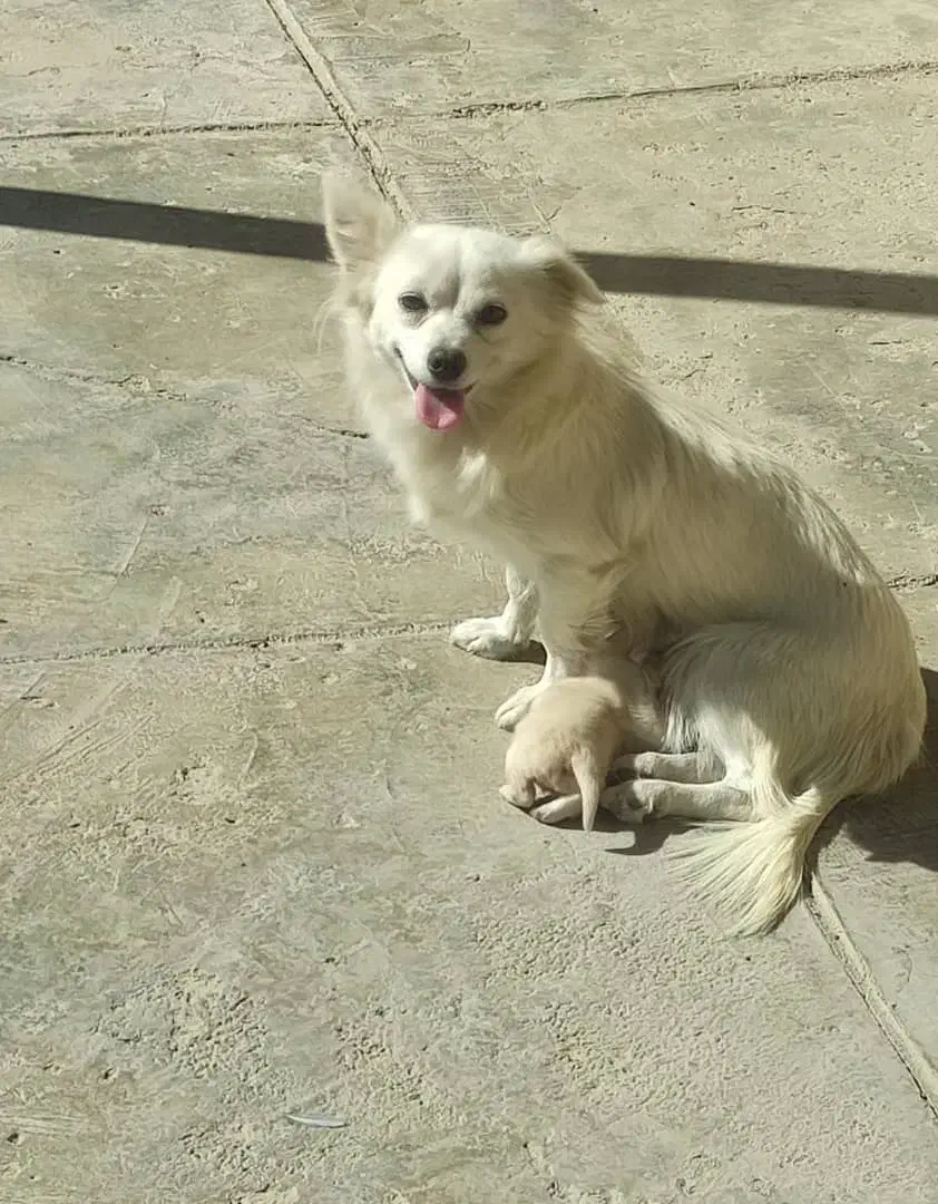 سگ روباهی|سگ|شیراز, فرگاز|دیوار