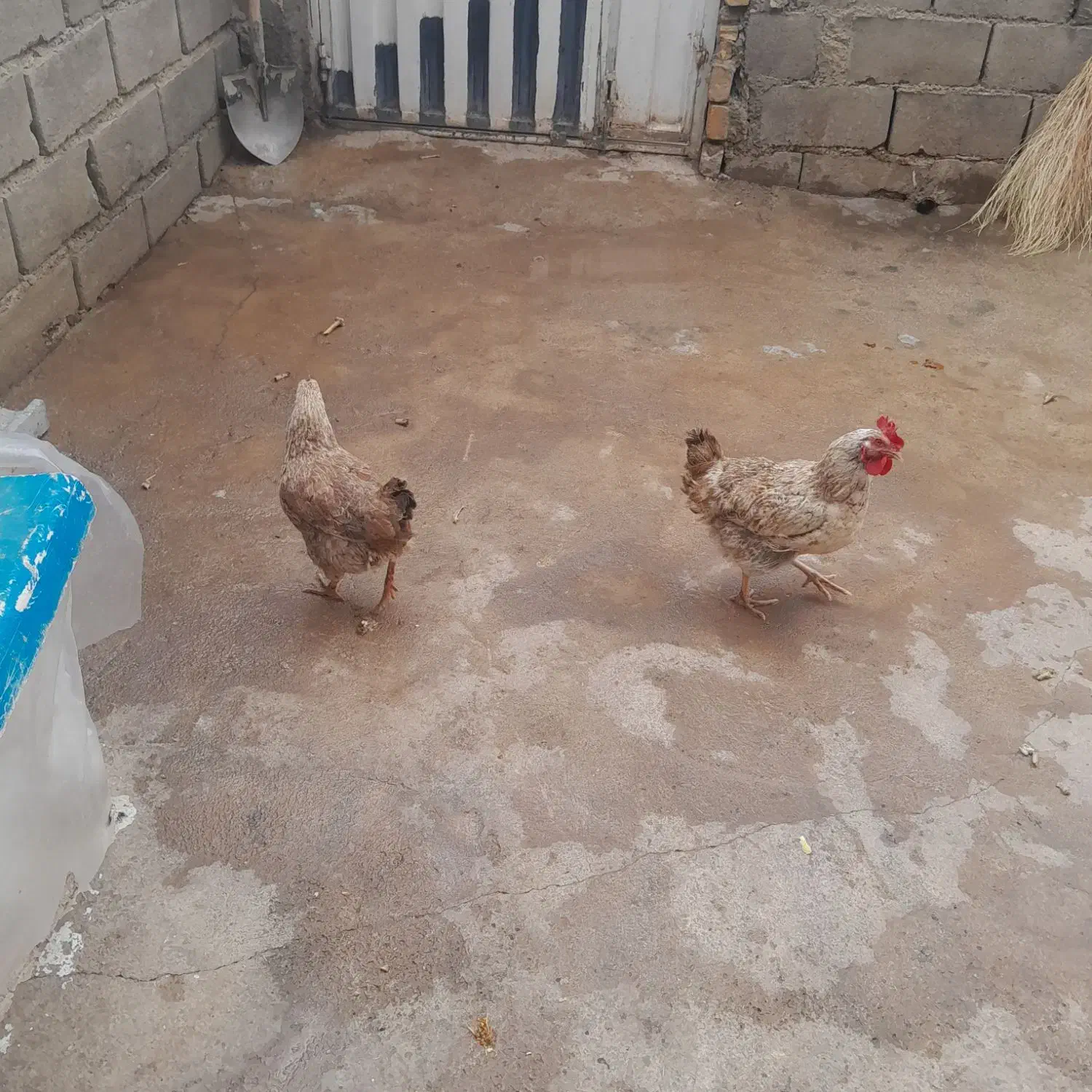 مرغ|حیوانات مزرعه|خاوه, |دیوار