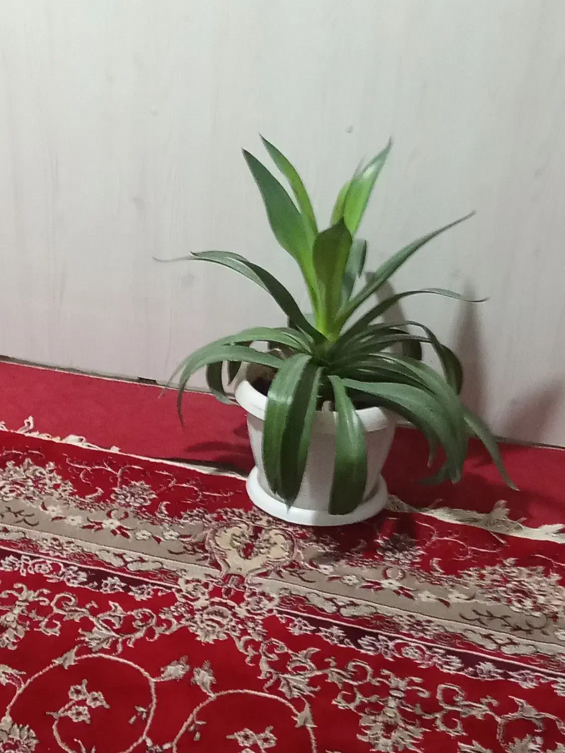 گل طبیعی|گل و گیاه طبیعی|نیشابور, گنبد سبز|دیوار