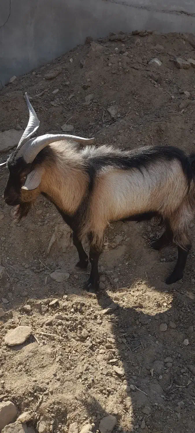 بزغاله نر یکساله|حیوانات مزرعه|ورزنه, |دیوار