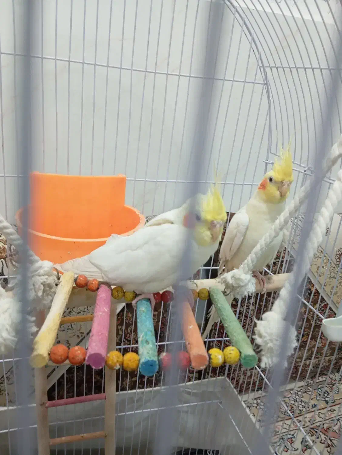 عروس هلندی|پرنده|مشهد, محمدآباد|دیوار