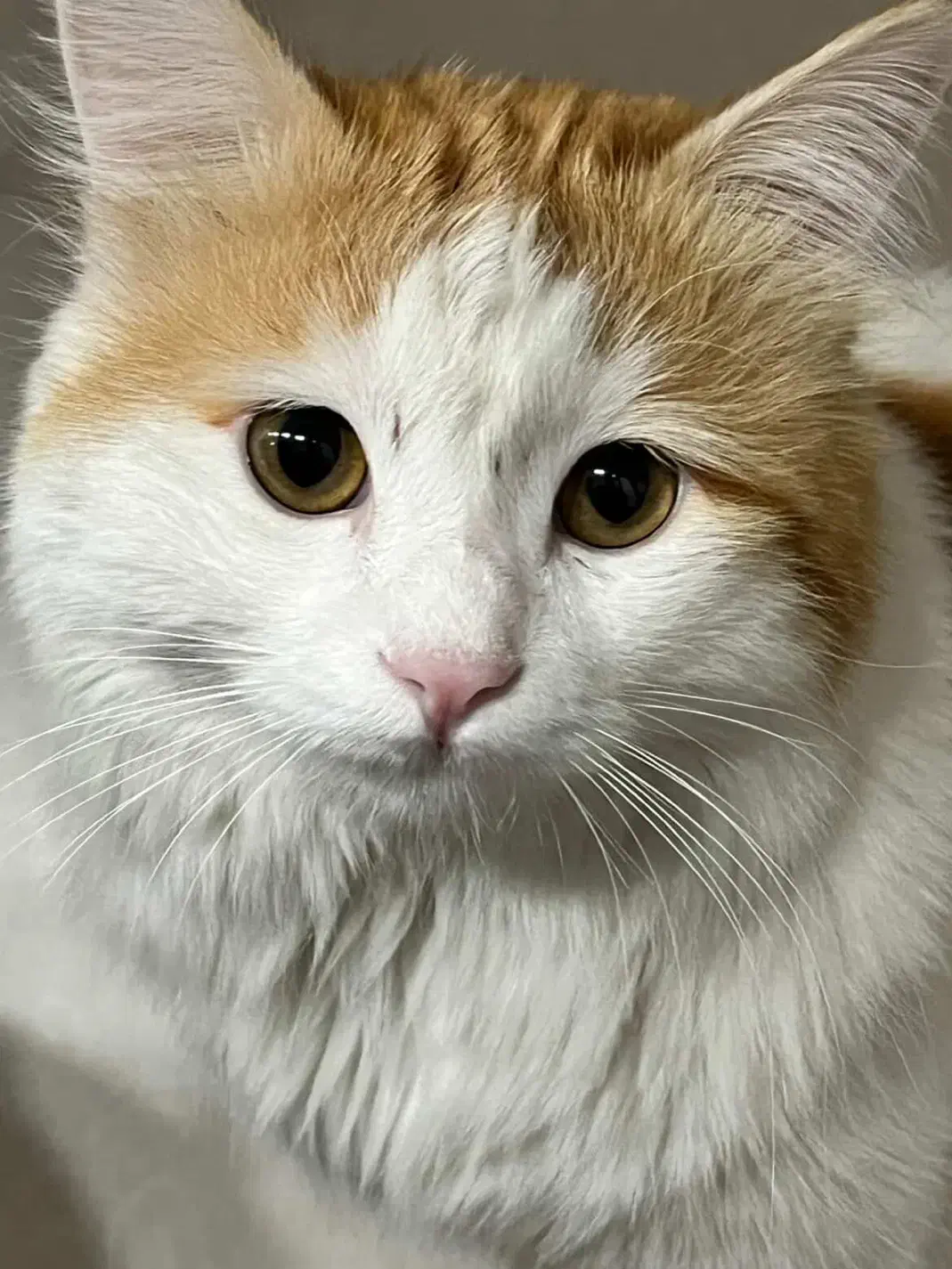 گربه گمشده|حیوانات|یزد, |دیوار