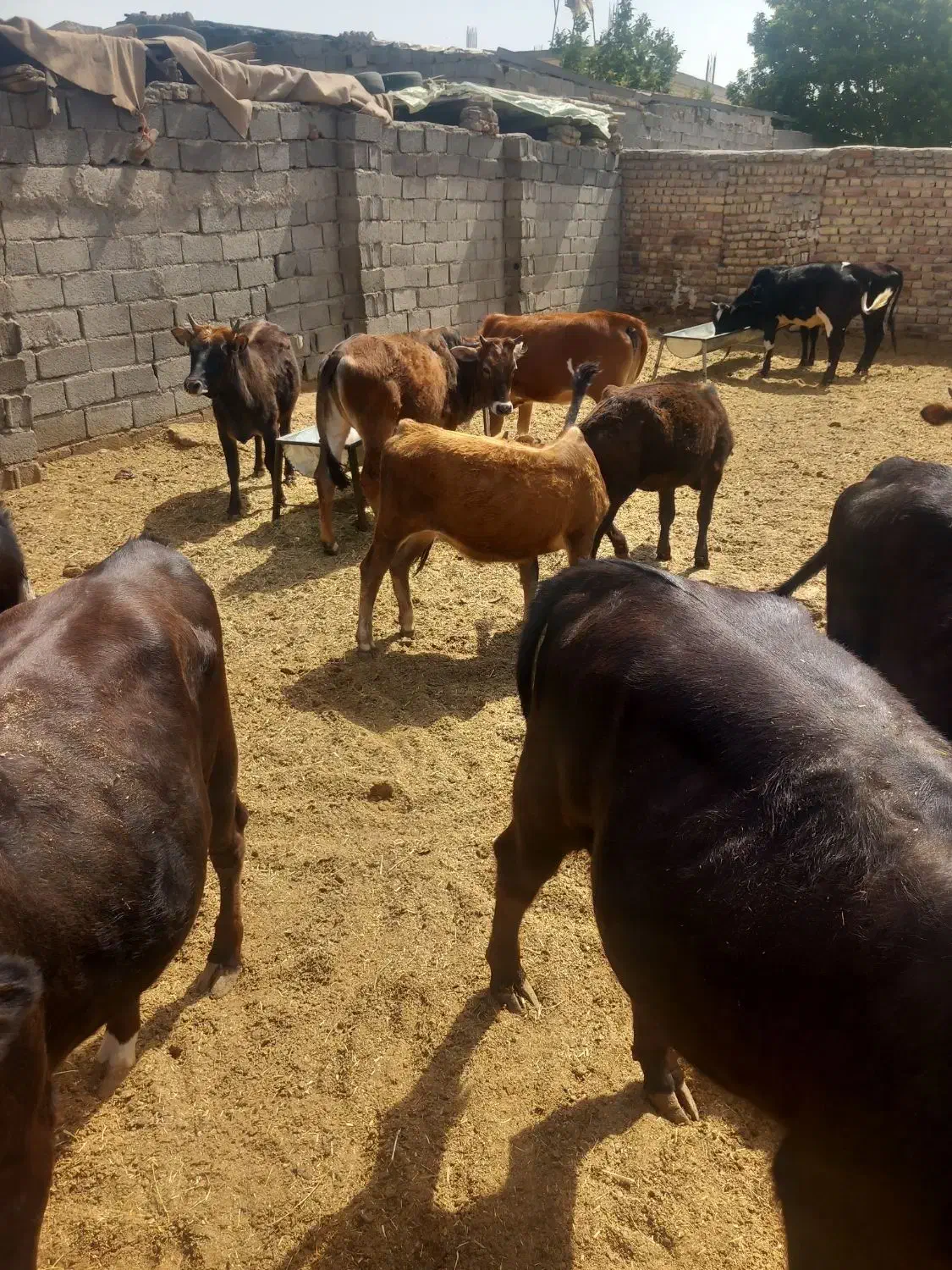 گوساله ماده محلی چاق|حیوانات مزرعه|شهریار, شهرک امیریه|دیوار