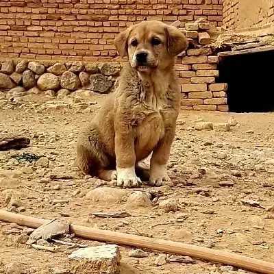 واگذاری|سگ|فرخ‌شهر, |دیوار