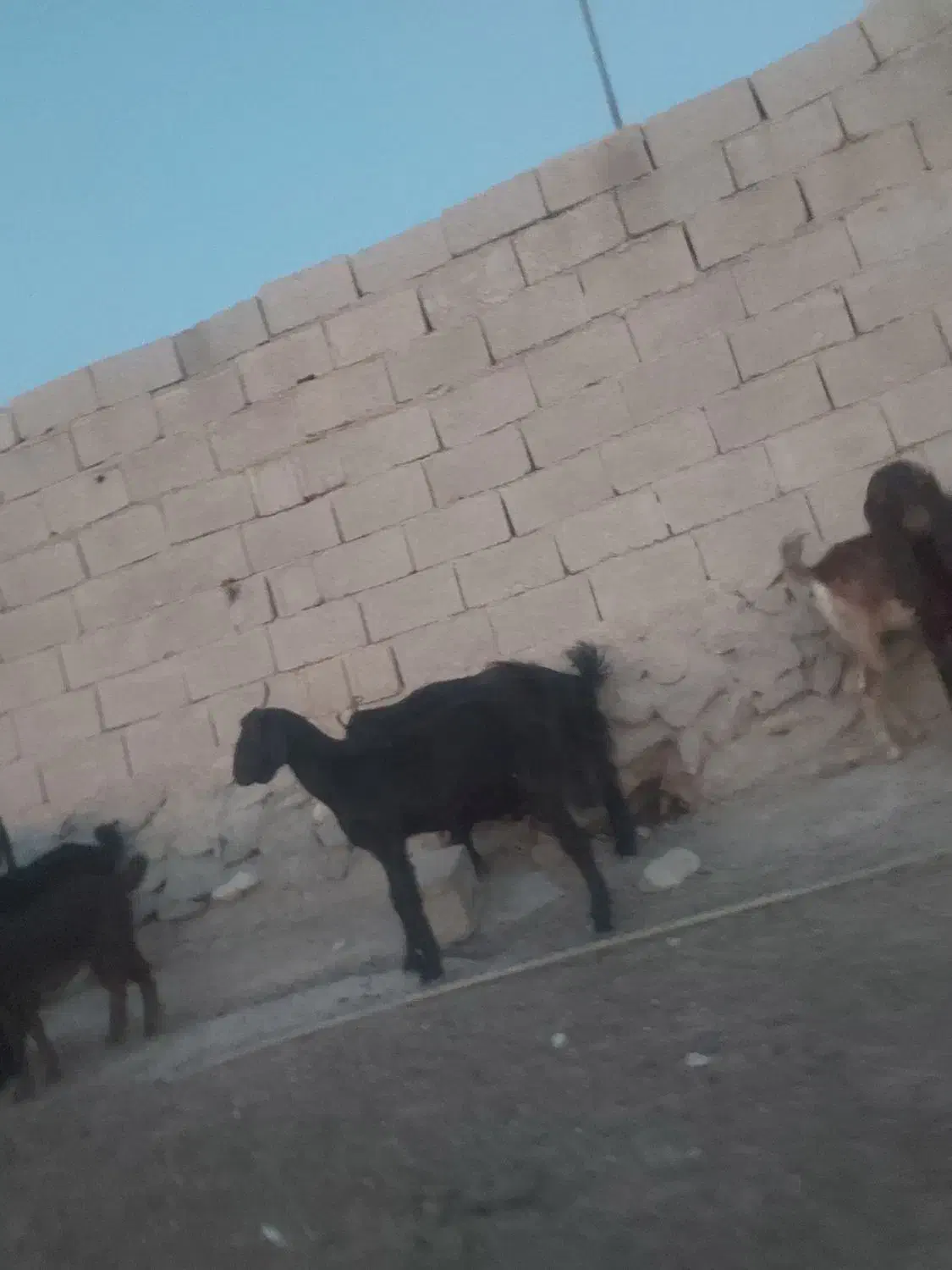 تیشتر هشت ماهه دوقلو زا|حیوانات مزرعه|اهرم, |دیوار