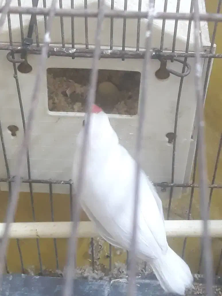 فنچ نرگسی مولد روی تخم معاوضه با قناری|پرنده|تهران, نیروی دریایی|دیوار