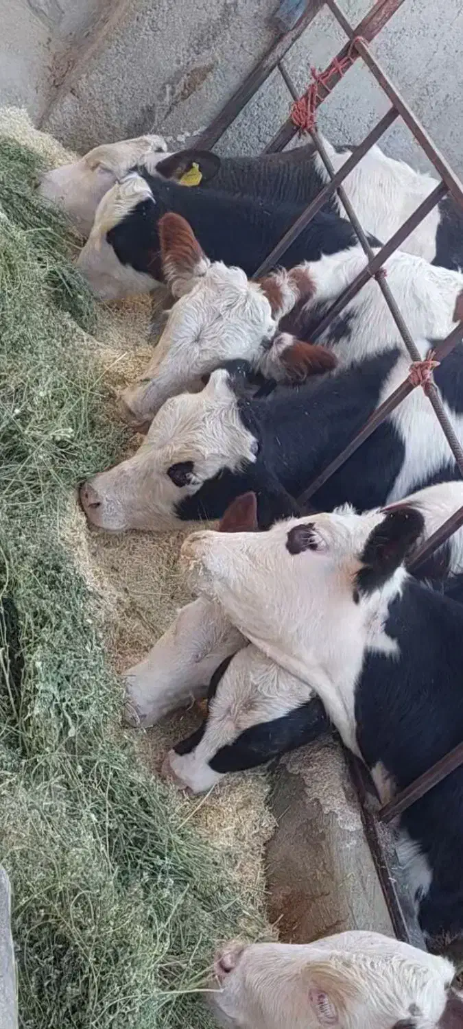 10راس  گوساله نر|حیوانات مزرعه|محمدیه-قزوین, |دیوار