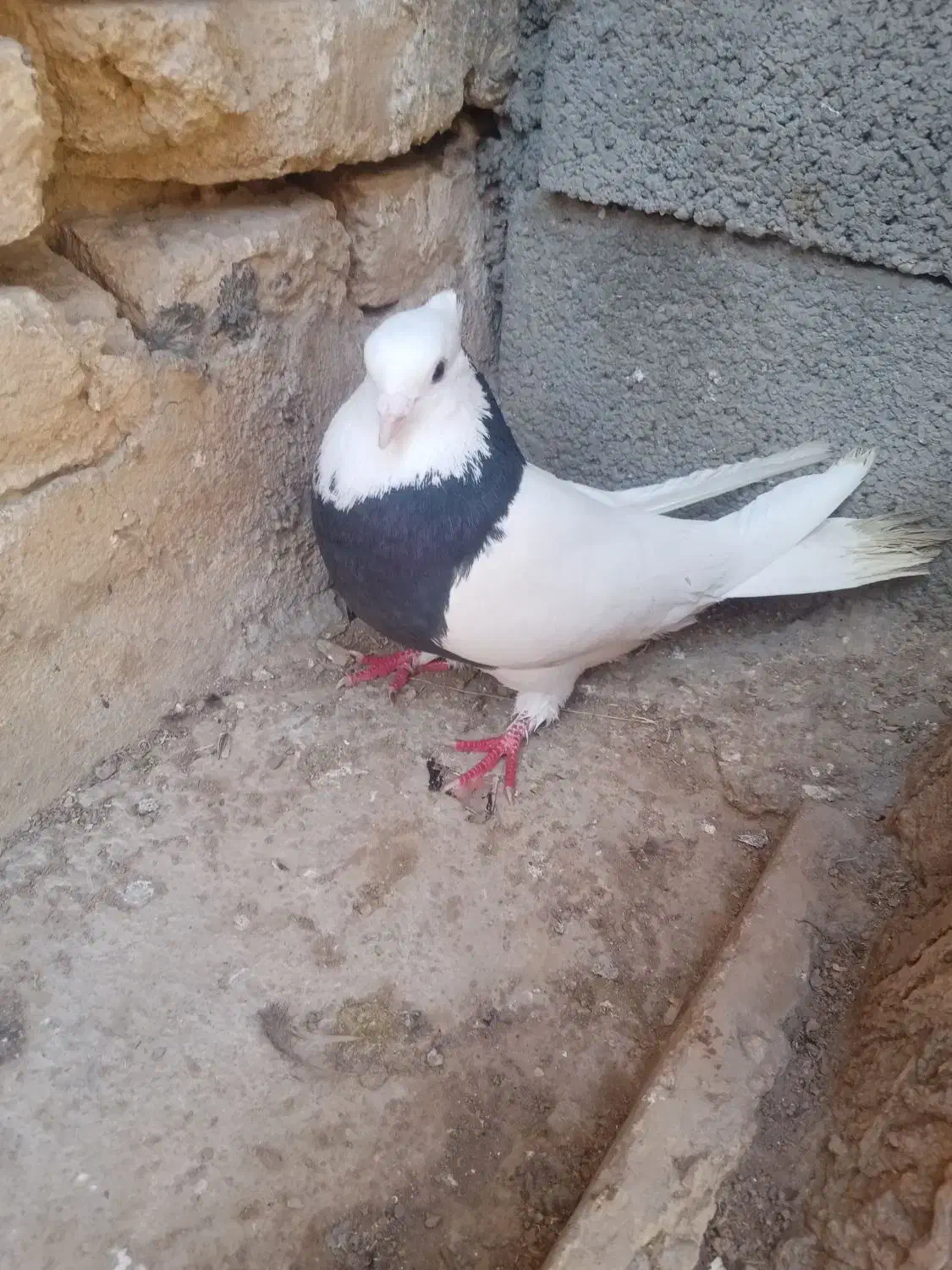 کبوتر طوقی روزگاری|پرنده|فرخشهر, |دیوار