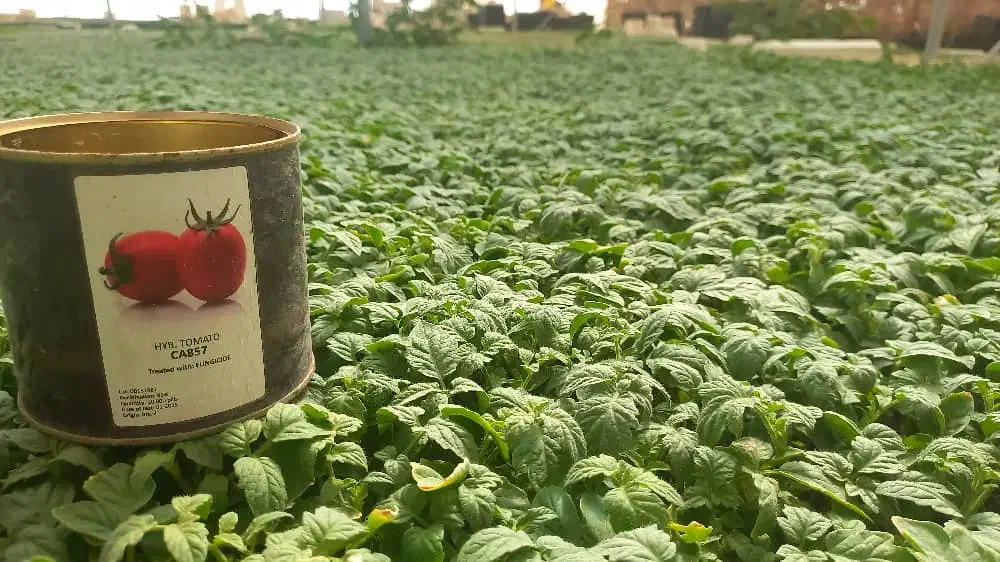 فروش انواع نشاء وبذر|خدمات باغبانی و درختکاری|کرج, کرج نو|دیوار