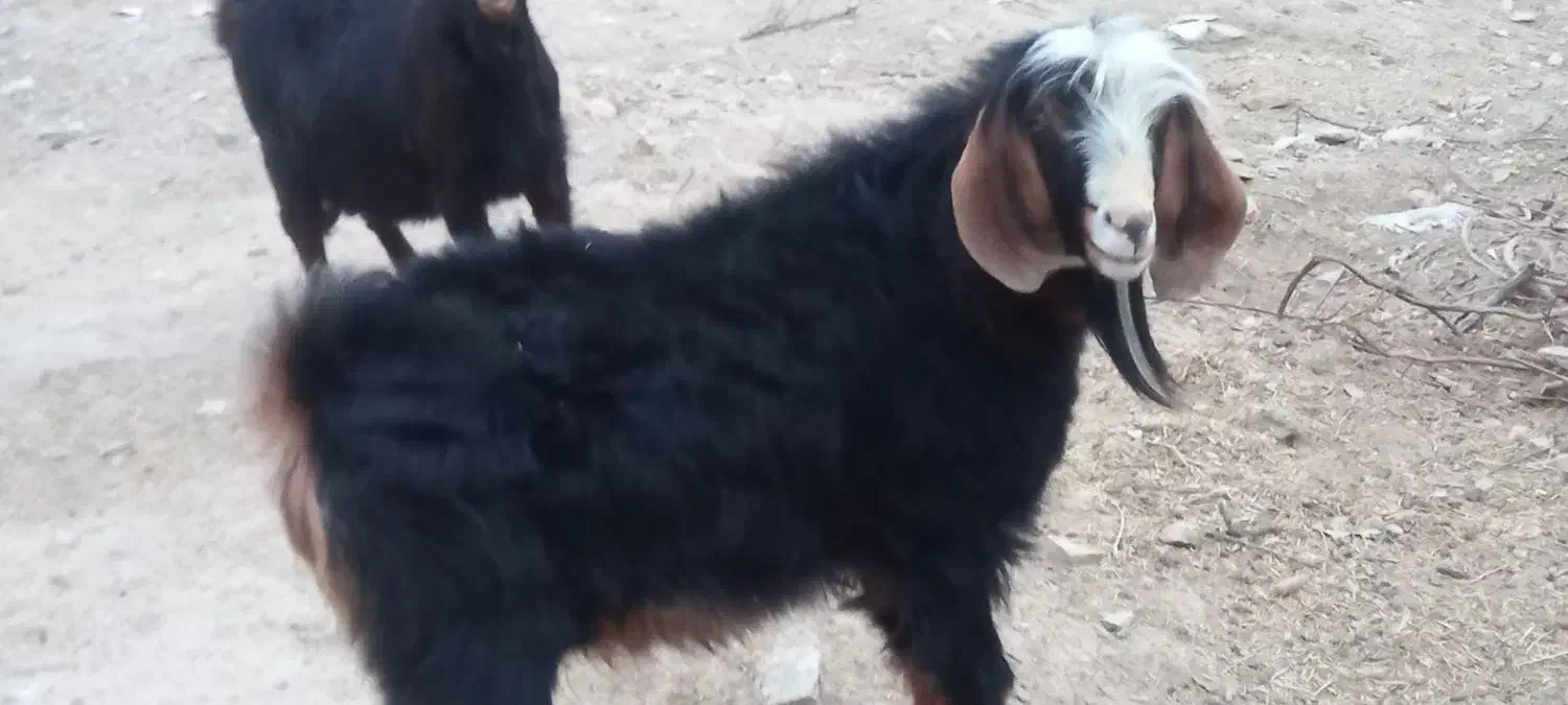 بزغاله پارسال|حیوانات مزرعه|ایلام, |دیوار