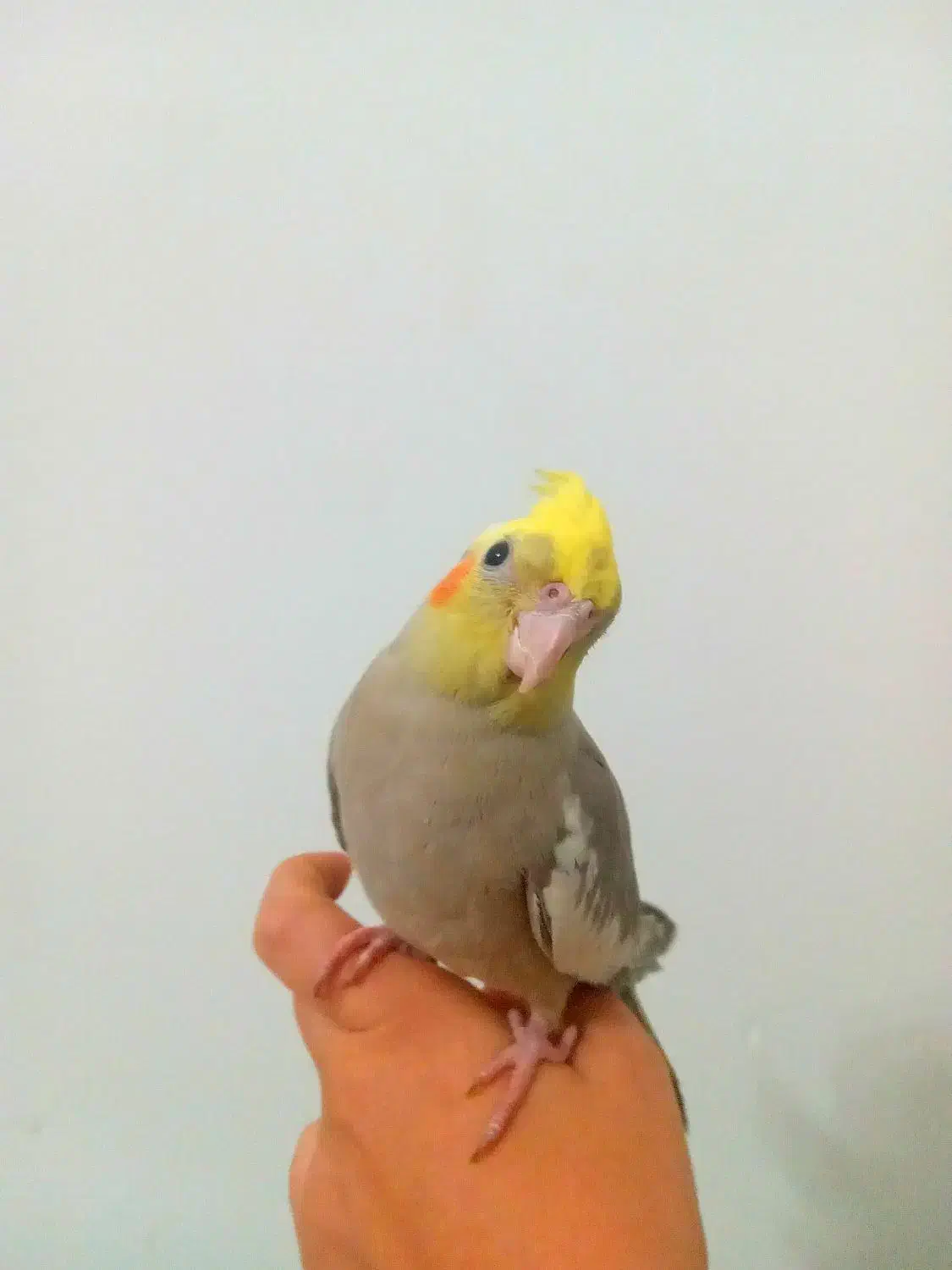 طوطی آموزش دیده بسیار رام و دستی بزرگ شده در خانه|پرنده|آمل, |دیوار