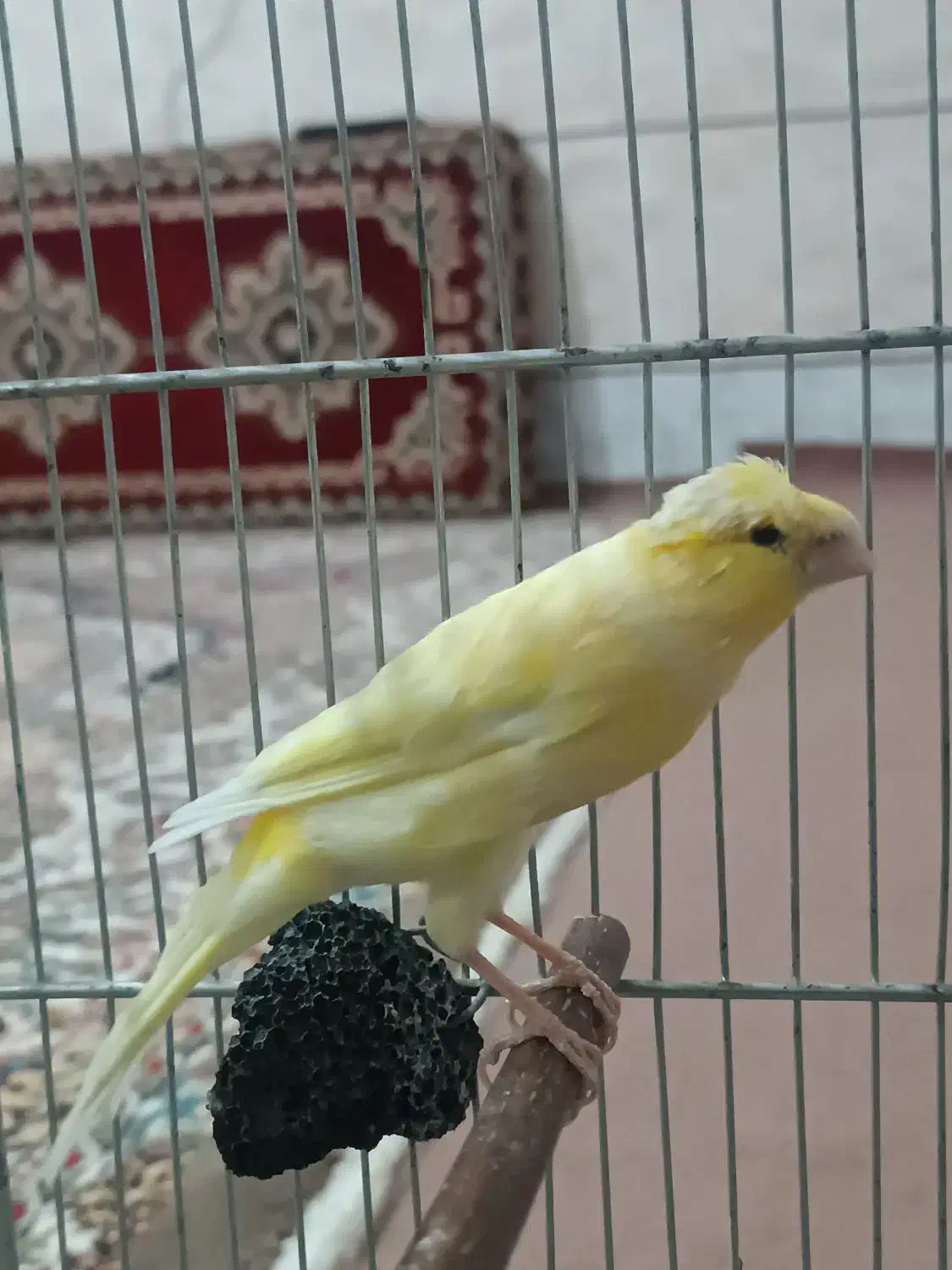 قناری ماده|پرنده|ساوه, |دیوار