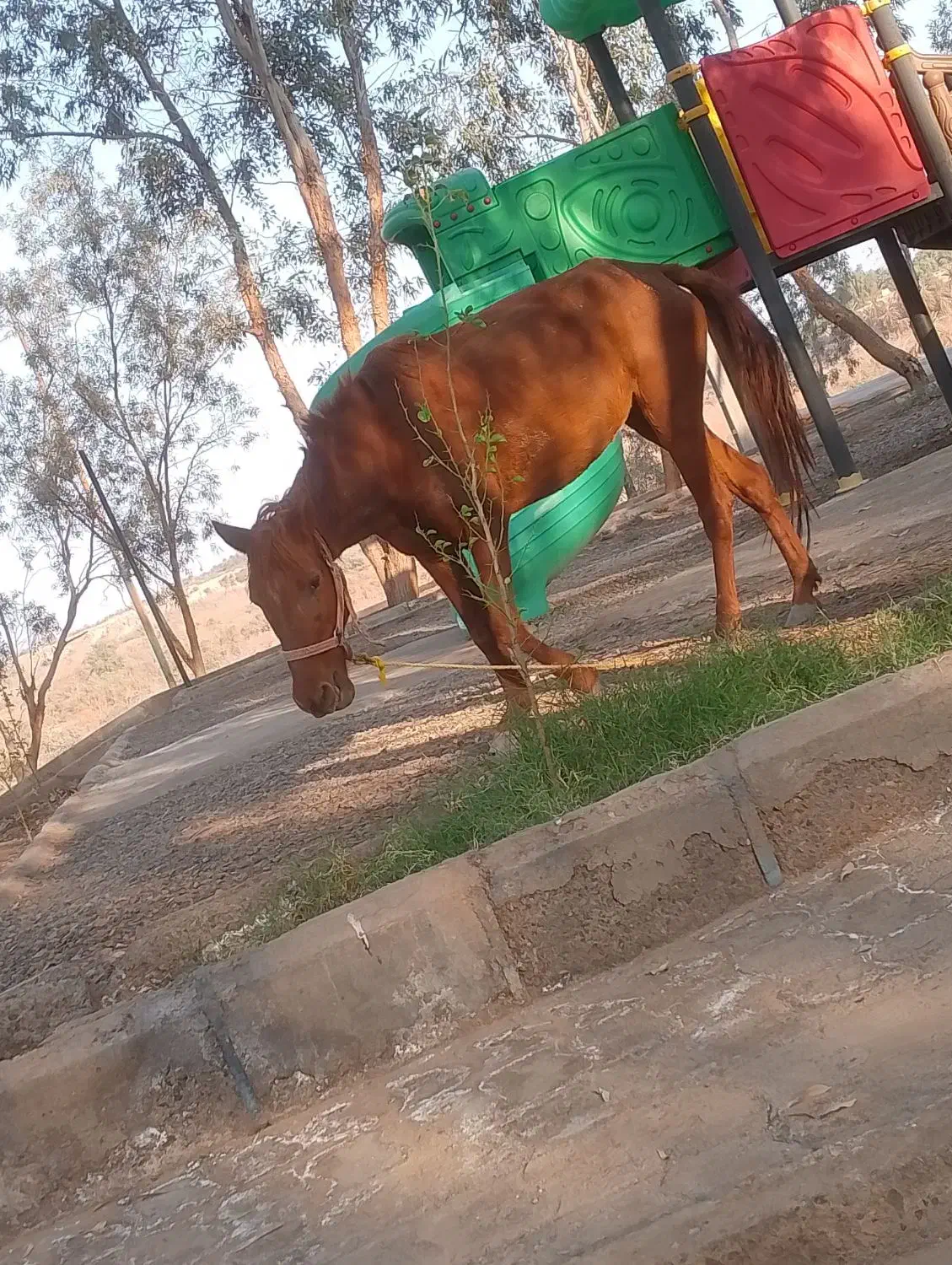 اسب مادیون سهساله|اسب و تجهیزات اسبسواری|فهرج, |دیوار