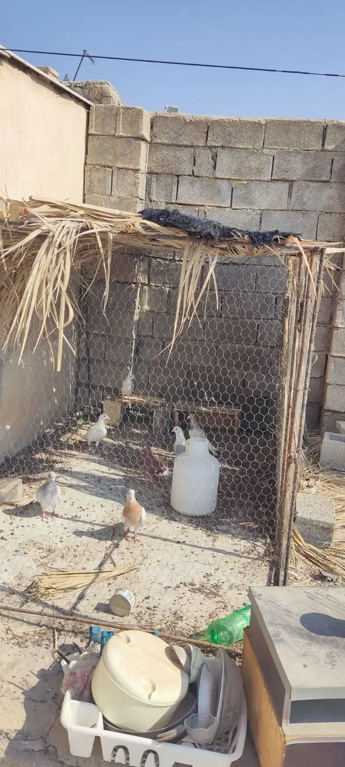 قفس کبوتری|لوازم جانبی حیوانات|برازجان, |دیوار