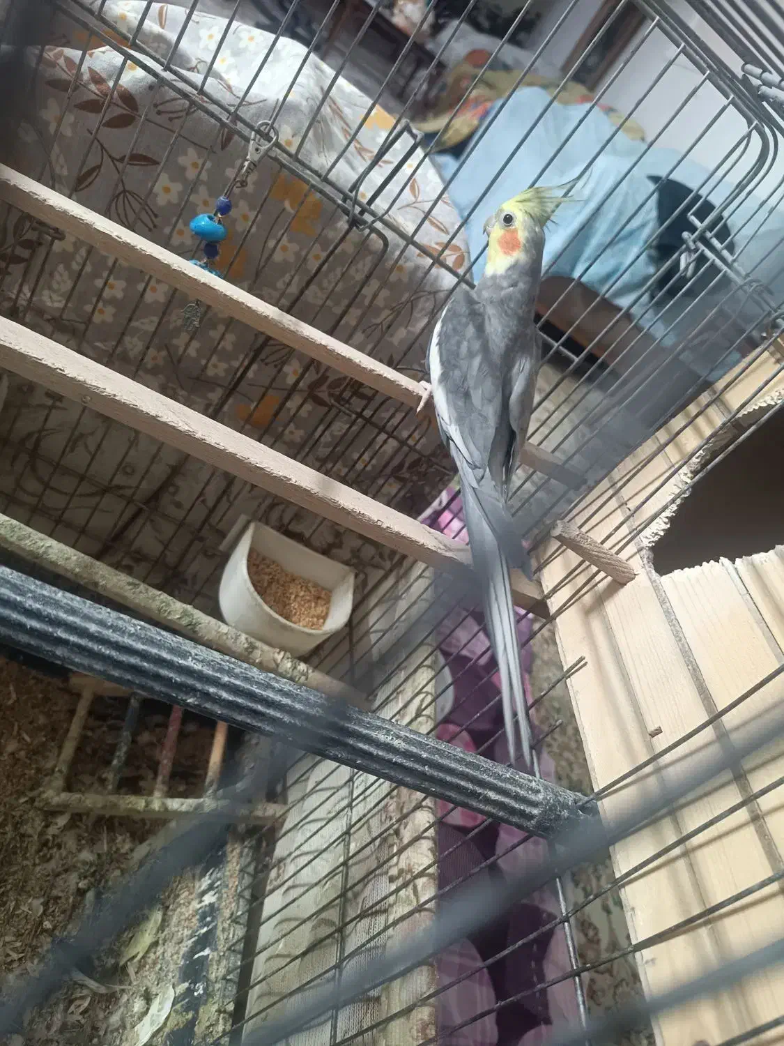 عروس هلندی مولد|پرنده|کرج, فاز ۵ مهرشهر|دیوار