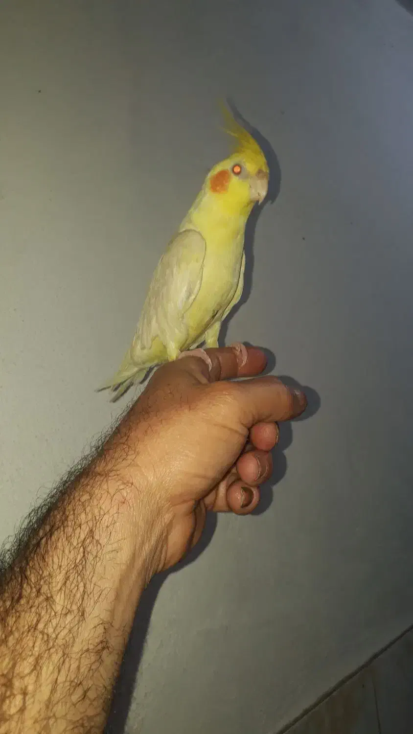 عروس هلندی سخن گو  ۸ماهه تازه رفته تولک|پرنده|سنگر, |دیوار